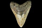 Huge, Fossil Megalodon Tooth - North Carolina #124460-1
